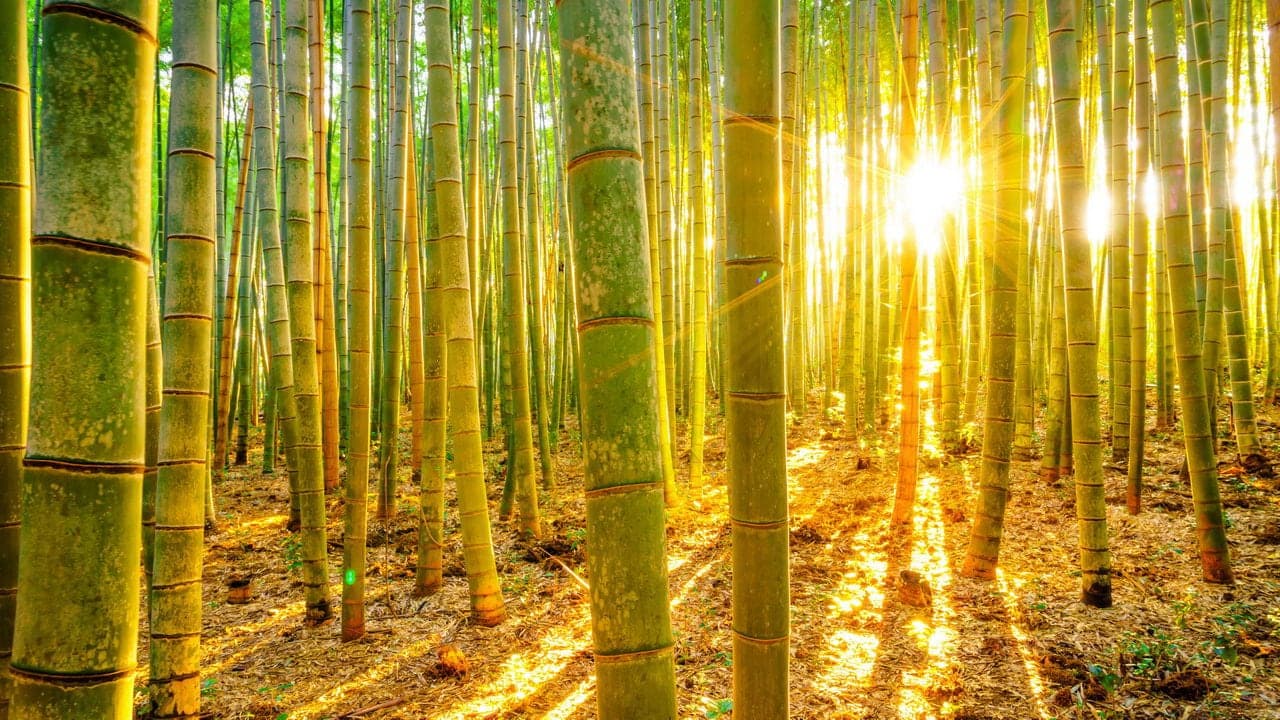 author joanne reed
this is your quest
what you want to be when you grow up
bamboo farmer