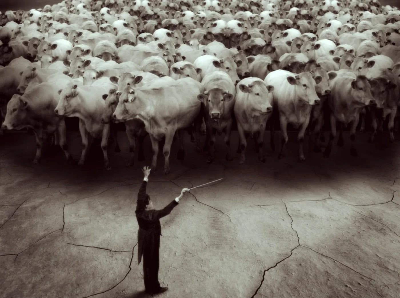 A lone conductor directing a stampede of cattle