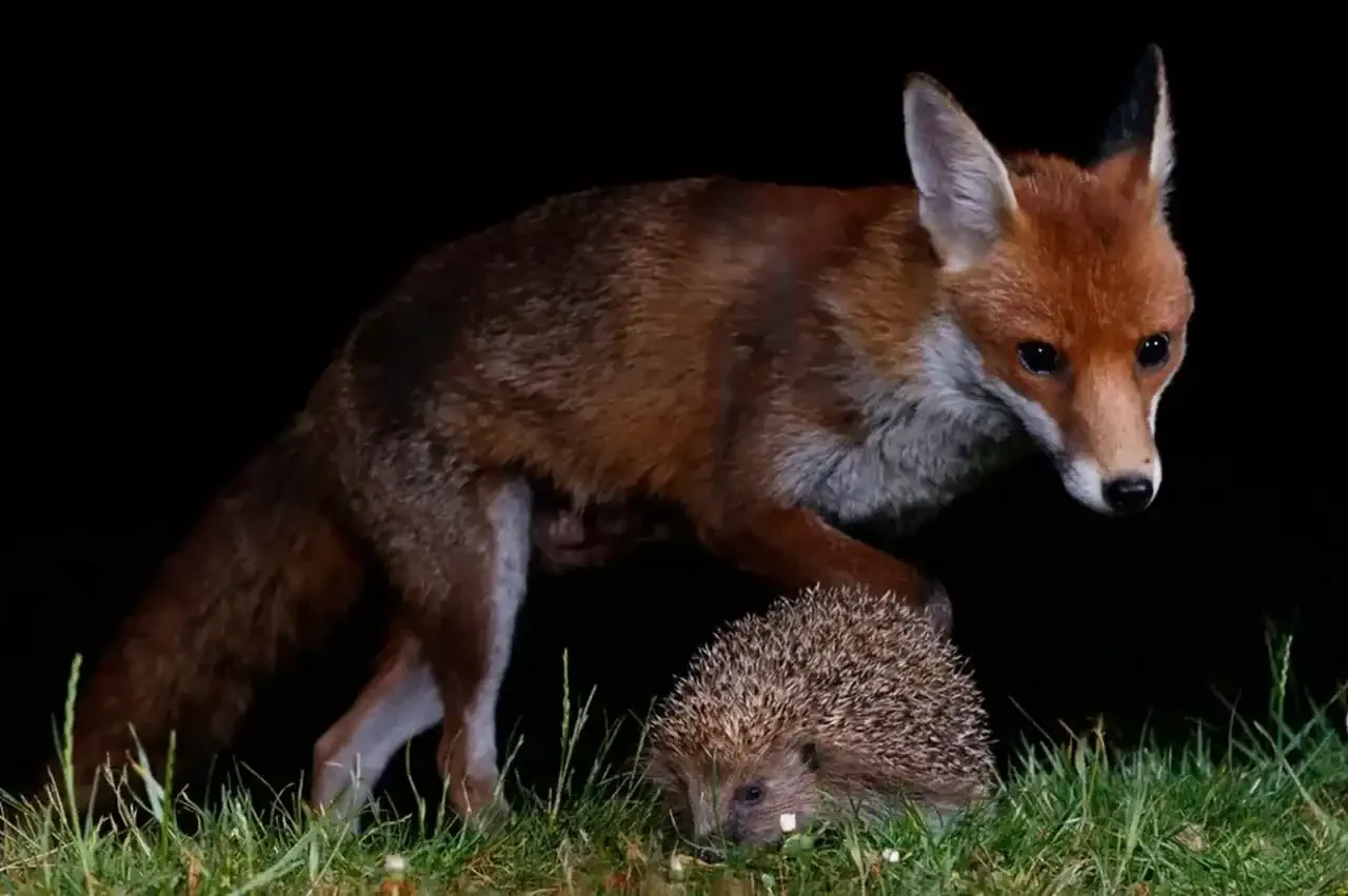 A fox cautiously observing a hedgehog in the grass at night