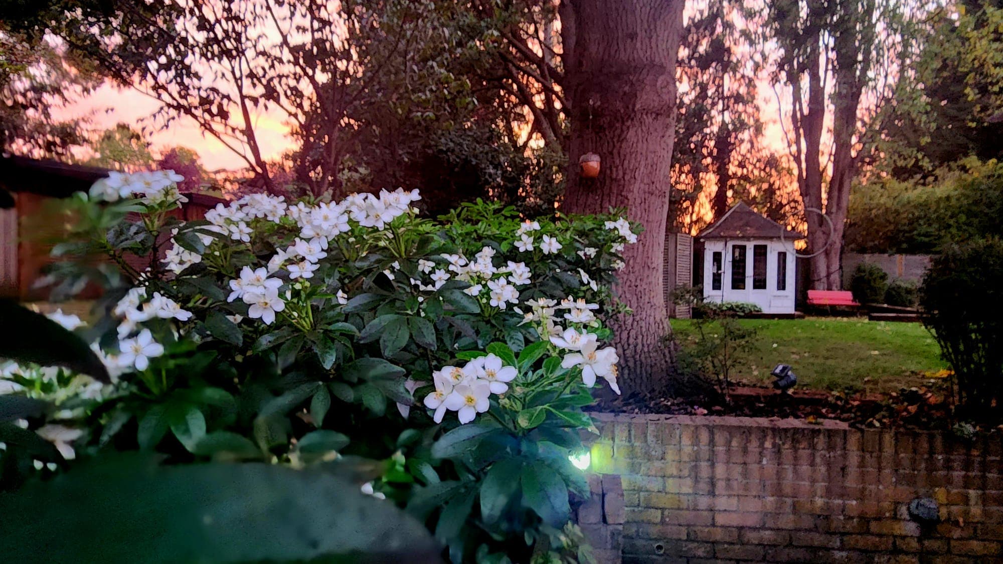 Picture of my Mexican Orange shrub blowing a second time this year that I decided to call Lily!